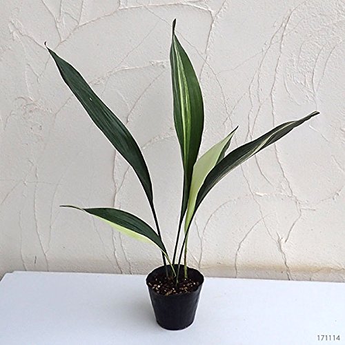 Amazon.co.jp: ハラン（葉蘭）：斑入りハラン4号ポット[縞斑が入る